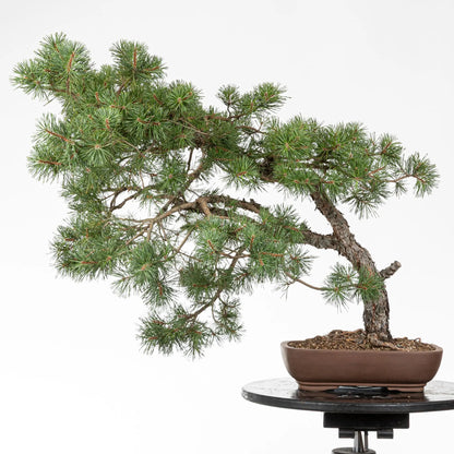 Cara trasera de bonsai de pino silvestre