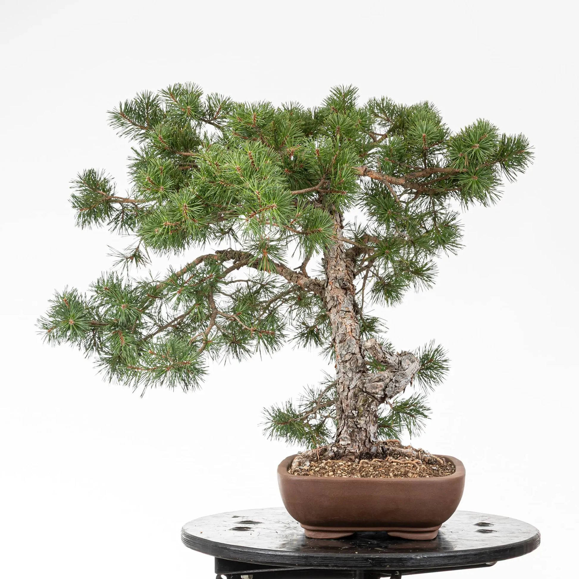 Cara izquierda de bonsai de pino silvestre