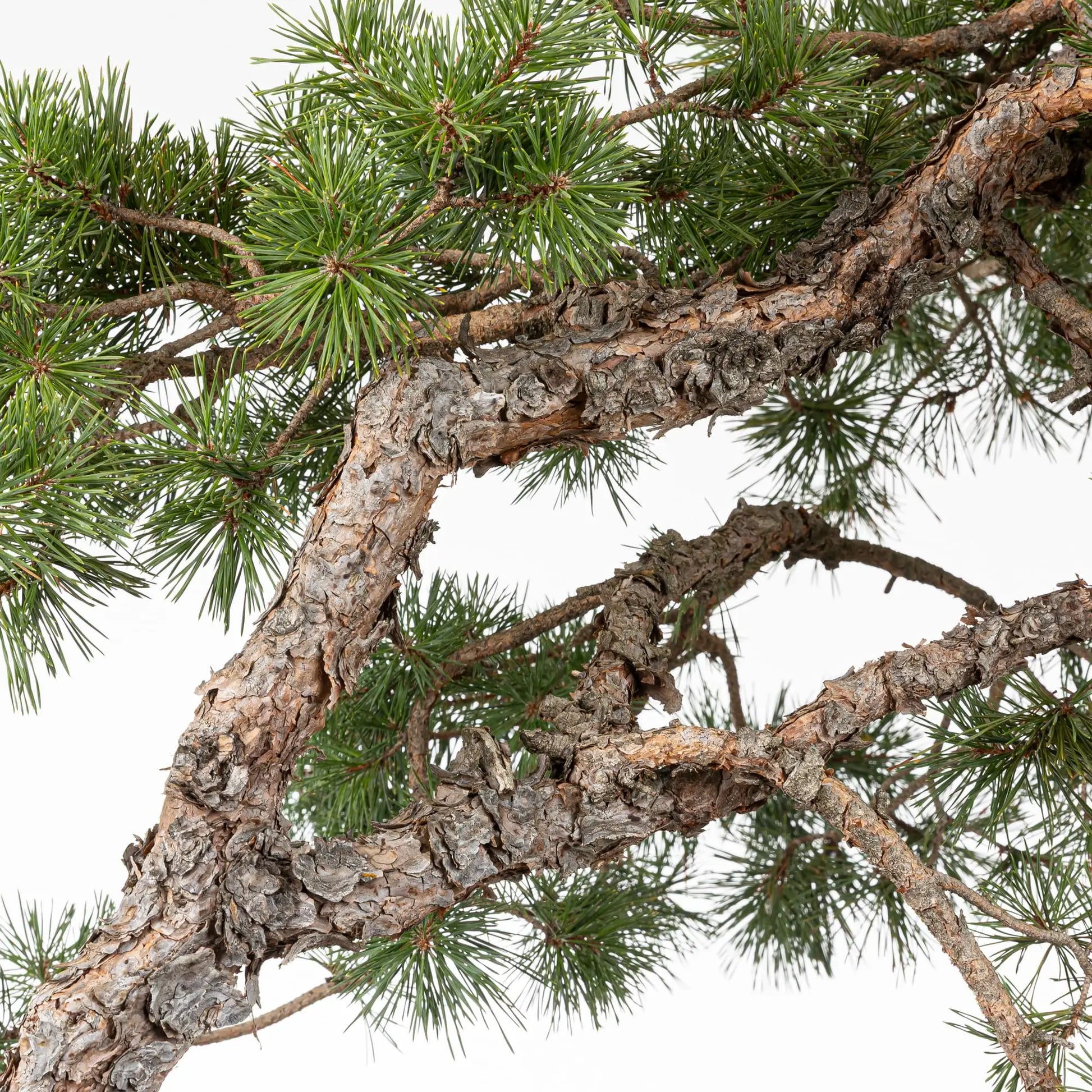 Detalle de ramas de bonsai de pino silvestre