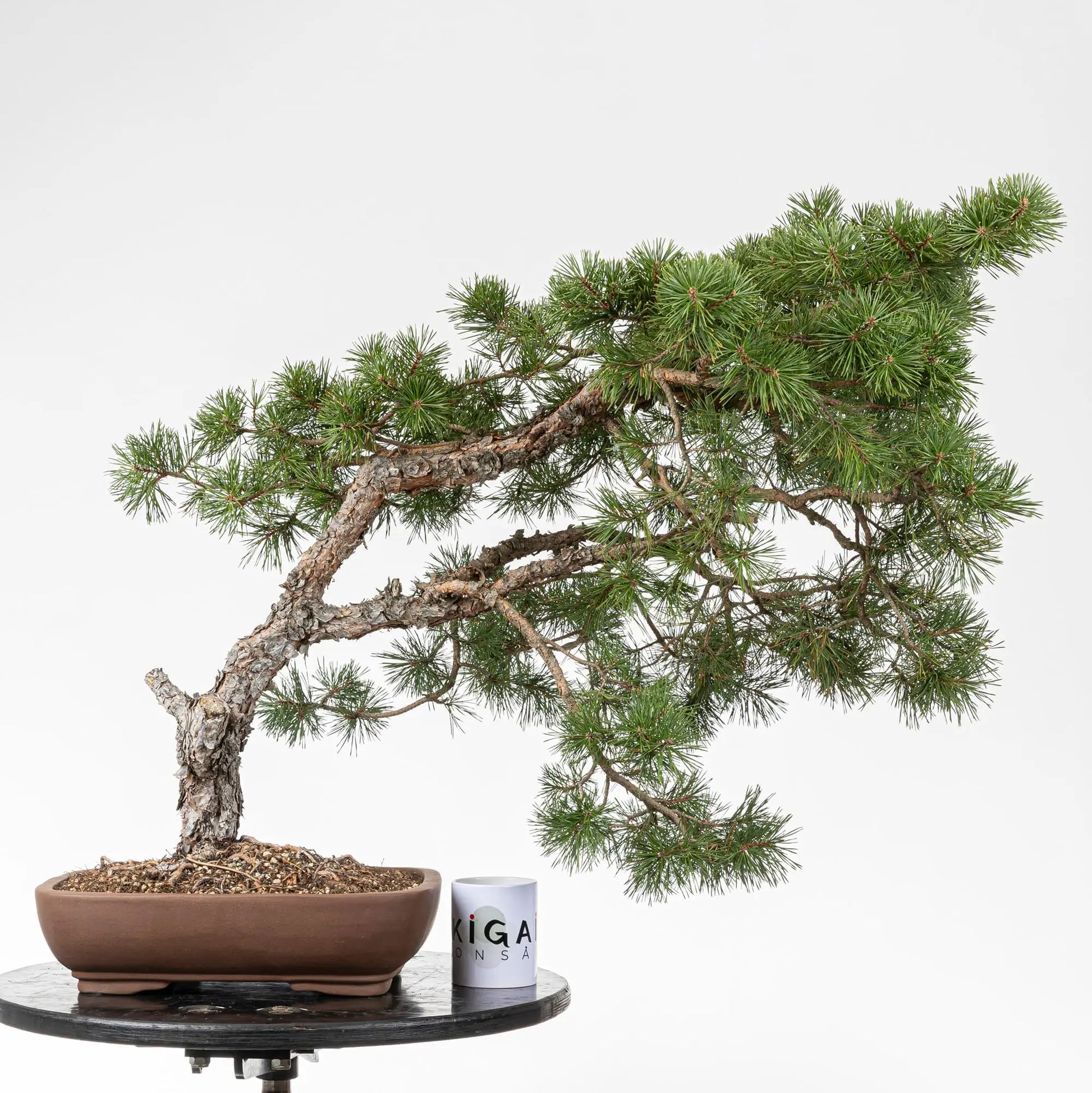 Comparativa de tamaño de bonsai de pino silvestre con una taza de café de la tienda ikigai bonsai.