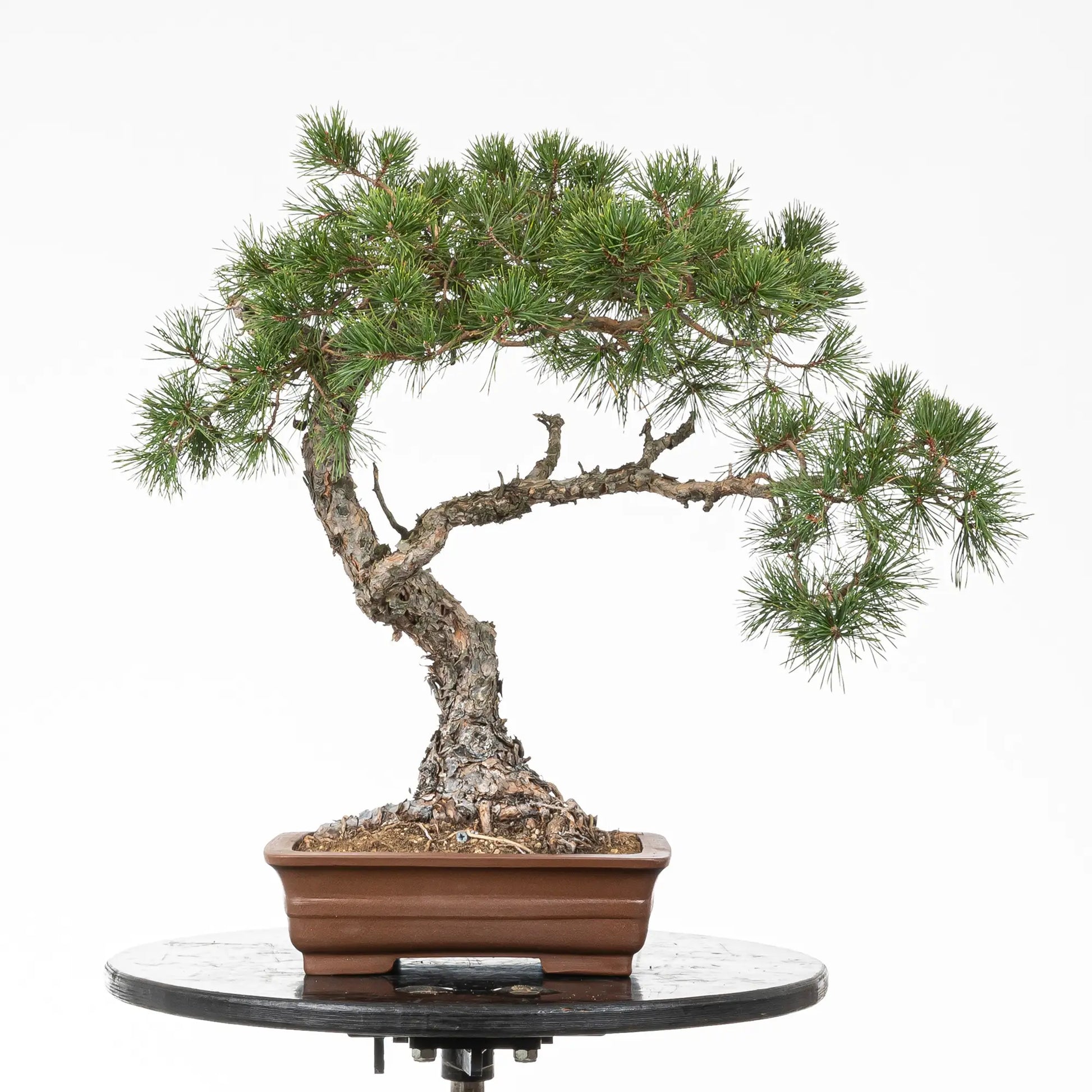 Bonsai yamadori de pinus sylvestris en estilo moyogi y tamaño dai