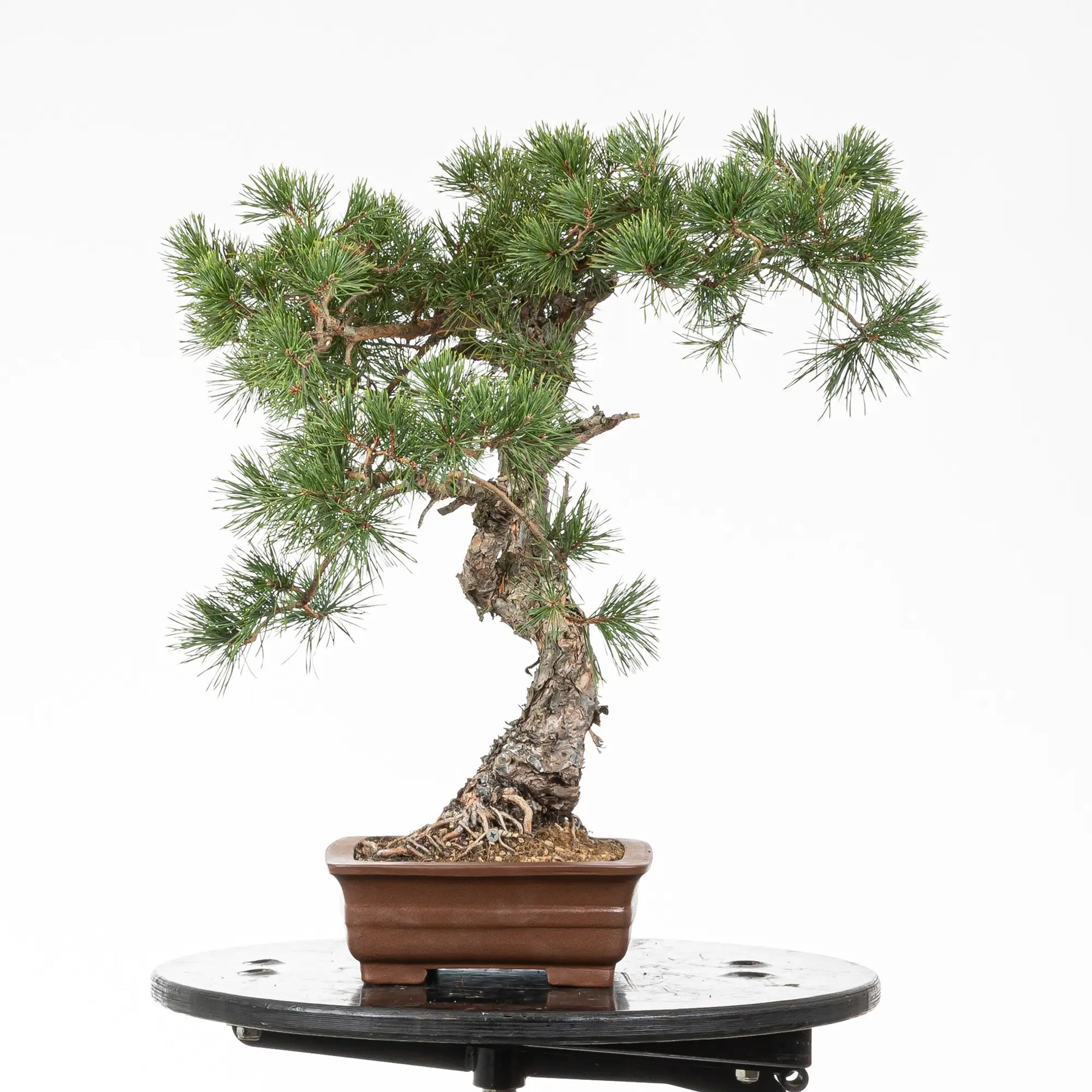 Cara derecha de bonsai de pino silvestre