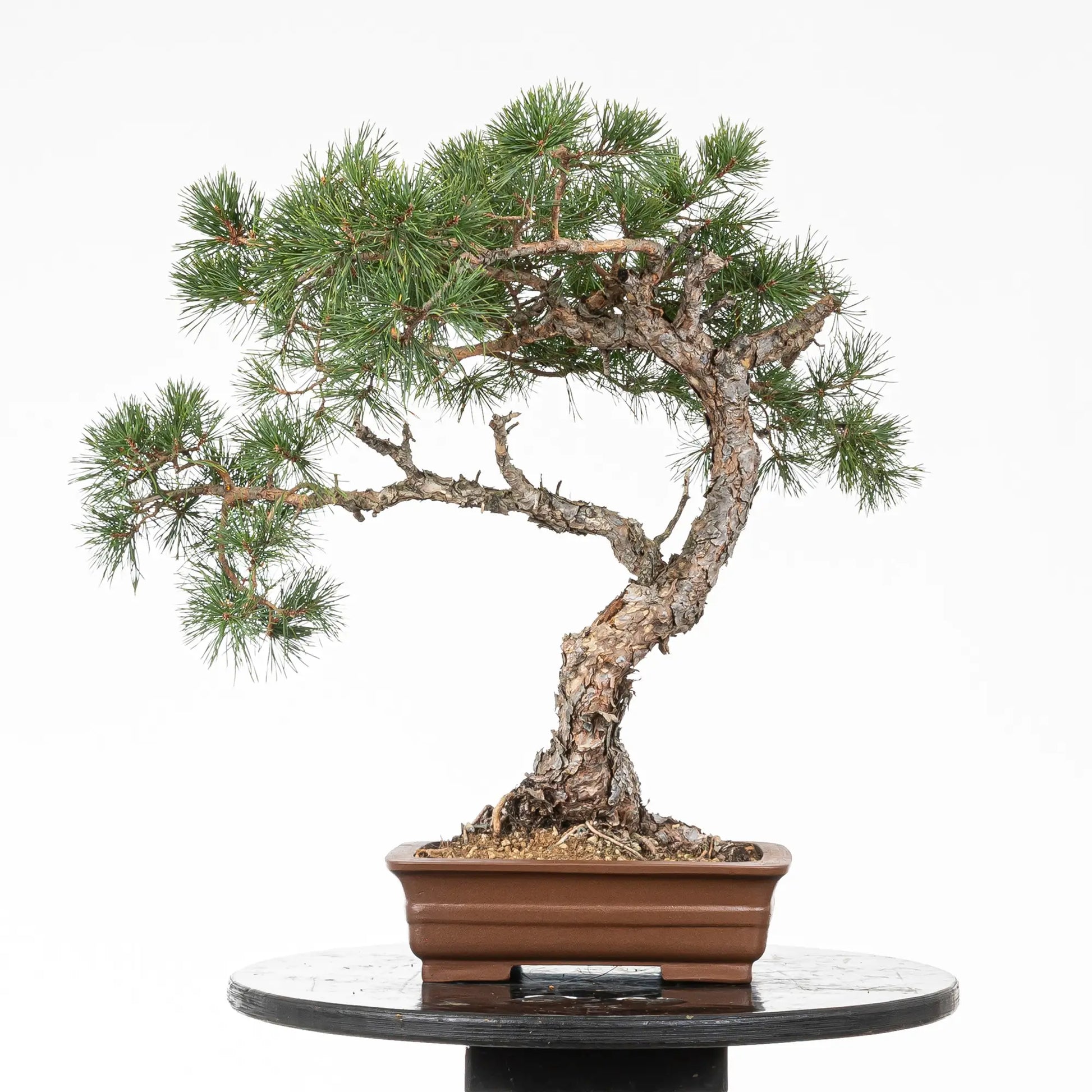 Cara trasera de bonsai de pino silvestre
