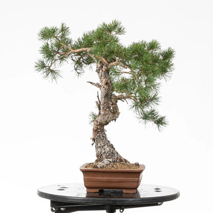 Cara izquierda de bonsai de pino silvestre