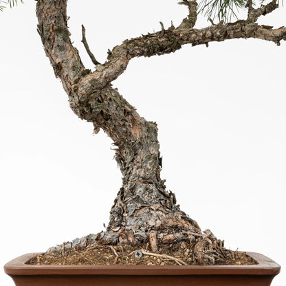Base de tronco de bonsai de pino silvestre