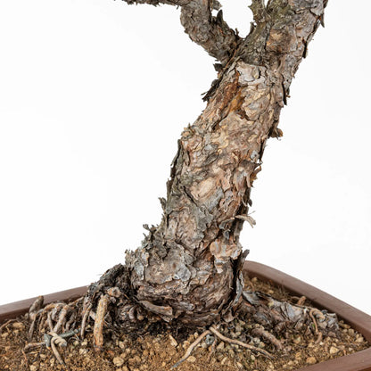 Tronco con corteza de bonsai de pino silvestre