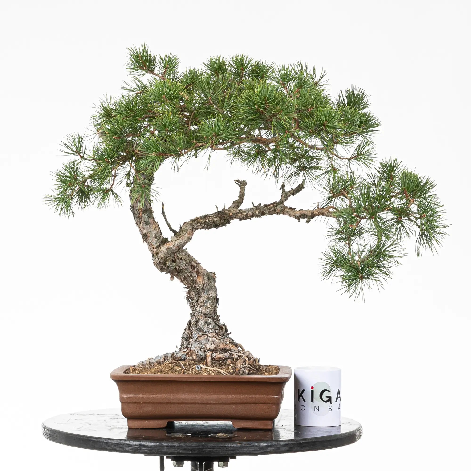 Comparativa de tamaño de bonsai de pino silvestre con una taza de la tienda de ikigai bonsai
