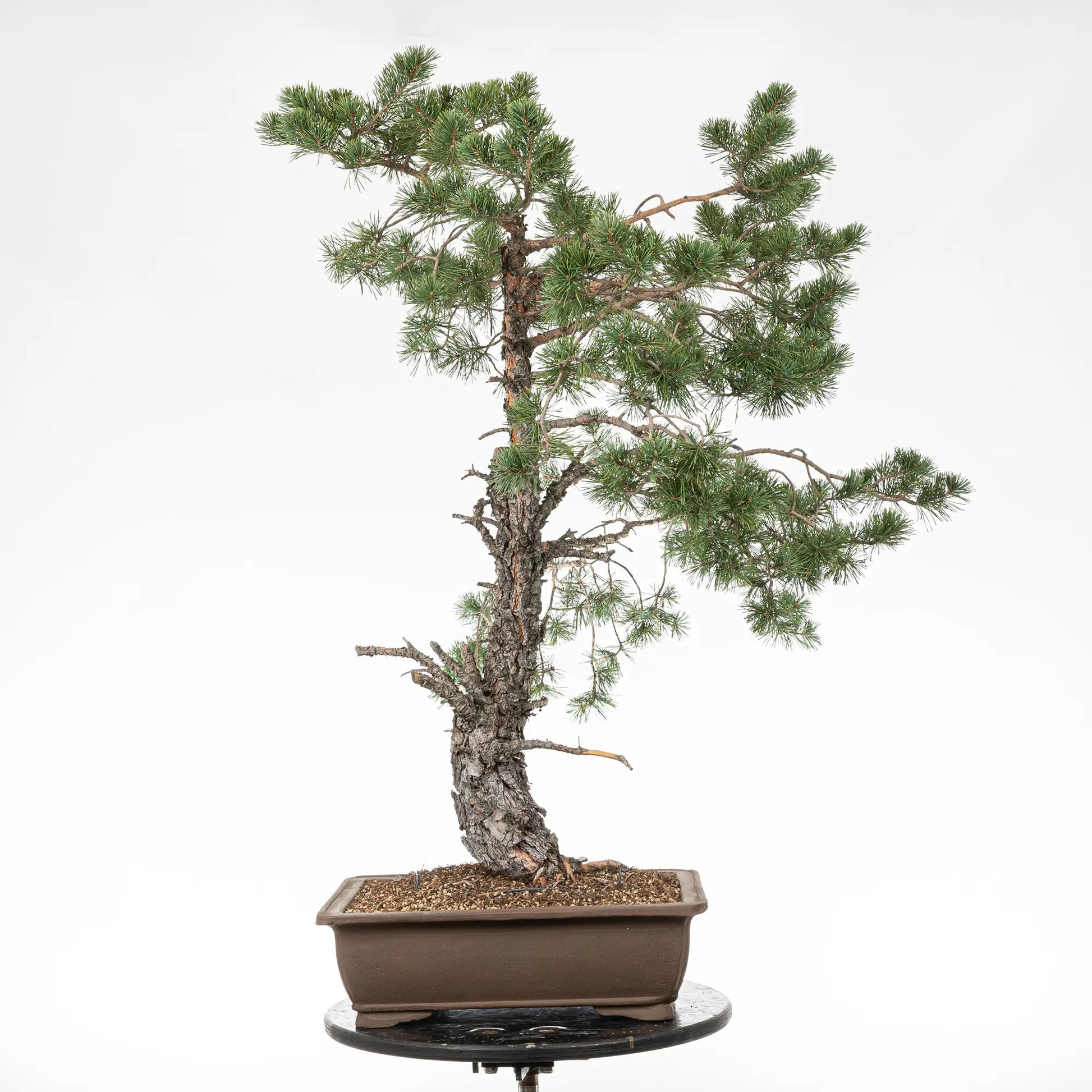 Bonsai yamadori de pinus sylvestris de estilo moyogi y tamaño dai