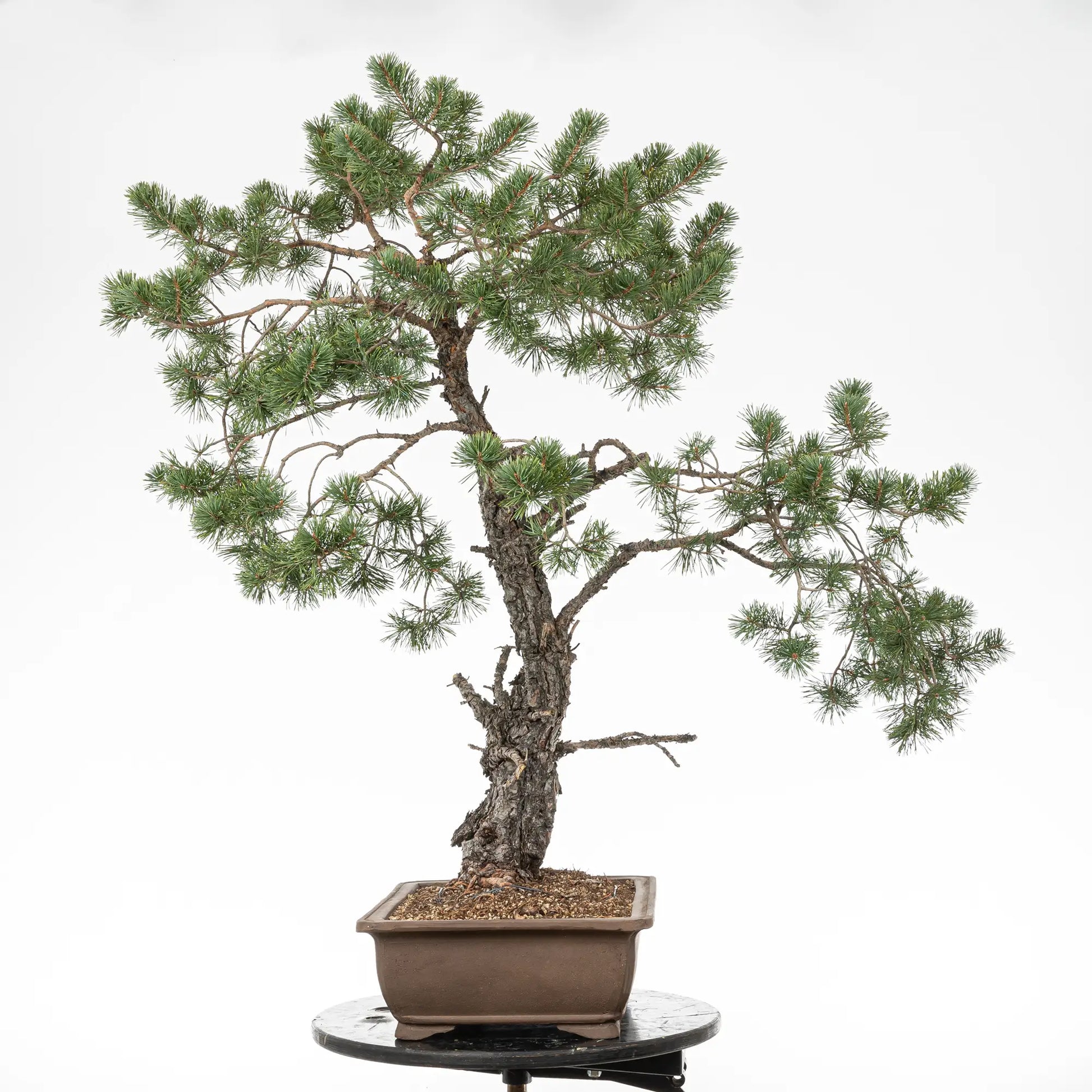 Cara derecha de bonsai yamadori de pinus sylvestris