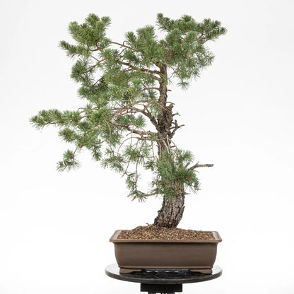 Cara trasera de bonsai yamadori de pinus sylvestris