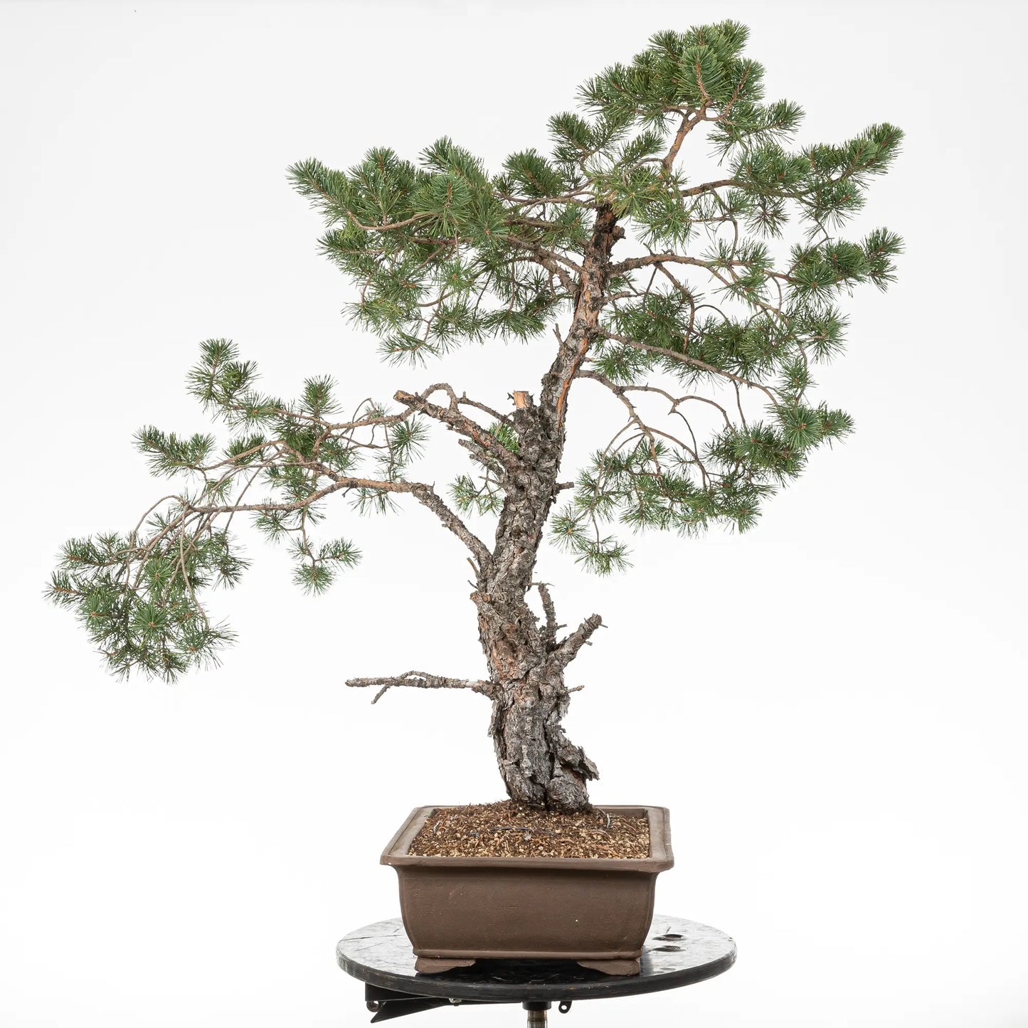 Cara derecha de bonsai de pinus sylvestris