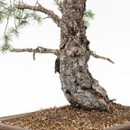 Detalle de nebari y corteza de pinus silvestris