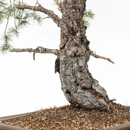 Detalle de nebari y corteza de pinus silvestris