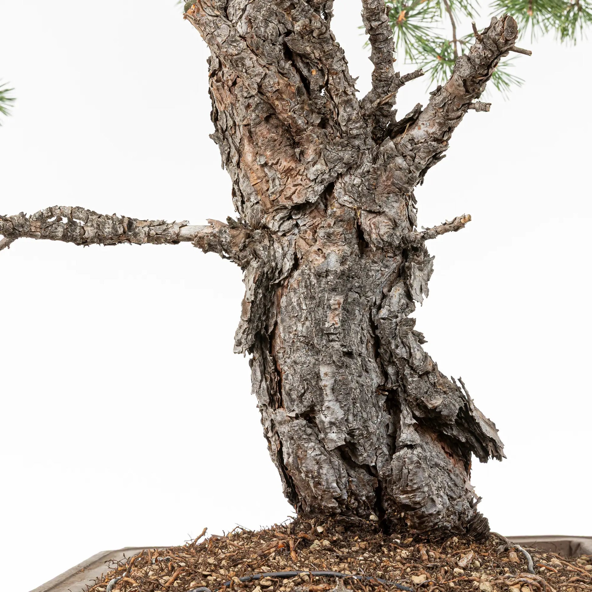 Detalle de corteza de pinus sylvestris