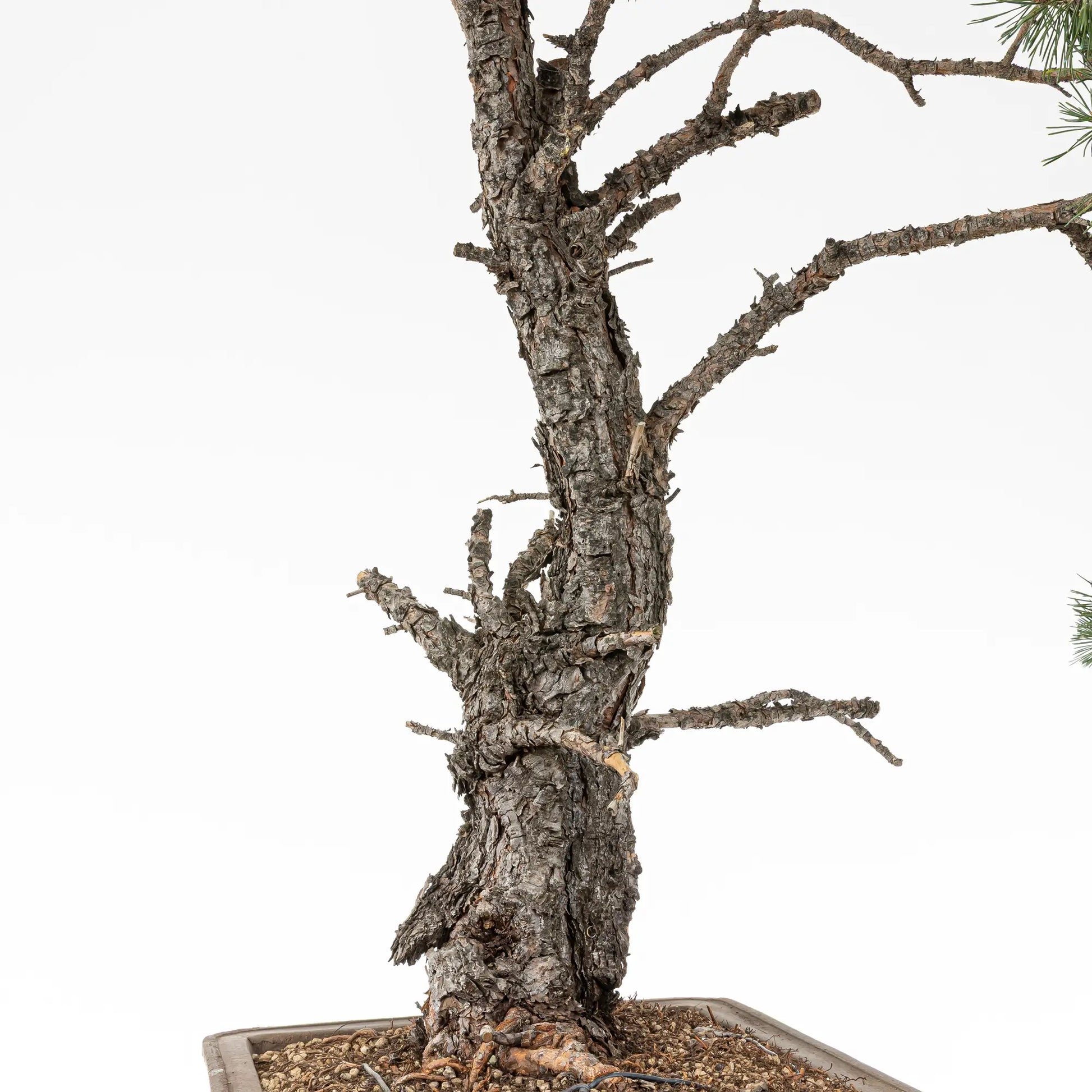 Detalle de tronco de bonsai de pino silvestre