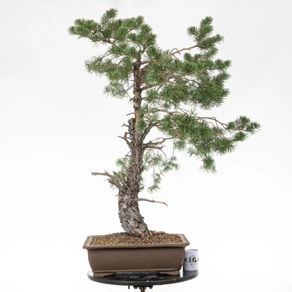 Comparativa de tamaño de bonsai de pino silvestre con una taza de café de la tienda de ikigai bonsai.