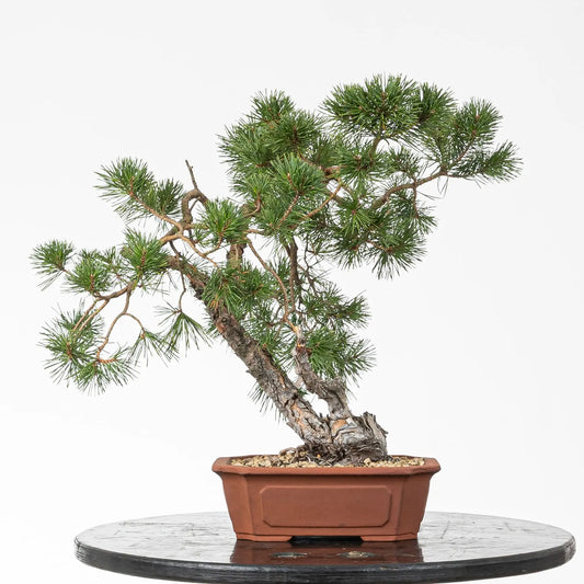 Bonsai yamadori de pinus sylvestris tamaño chuhin y estilo bunjin