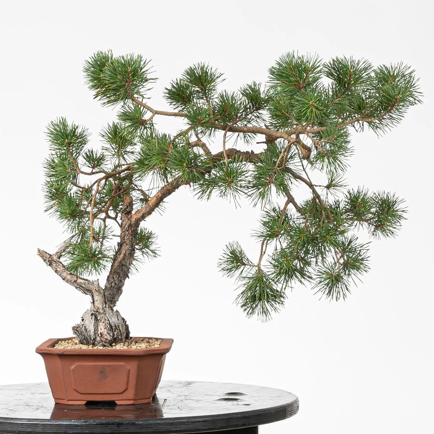 Cara derecha de bonsai de pino silvestre