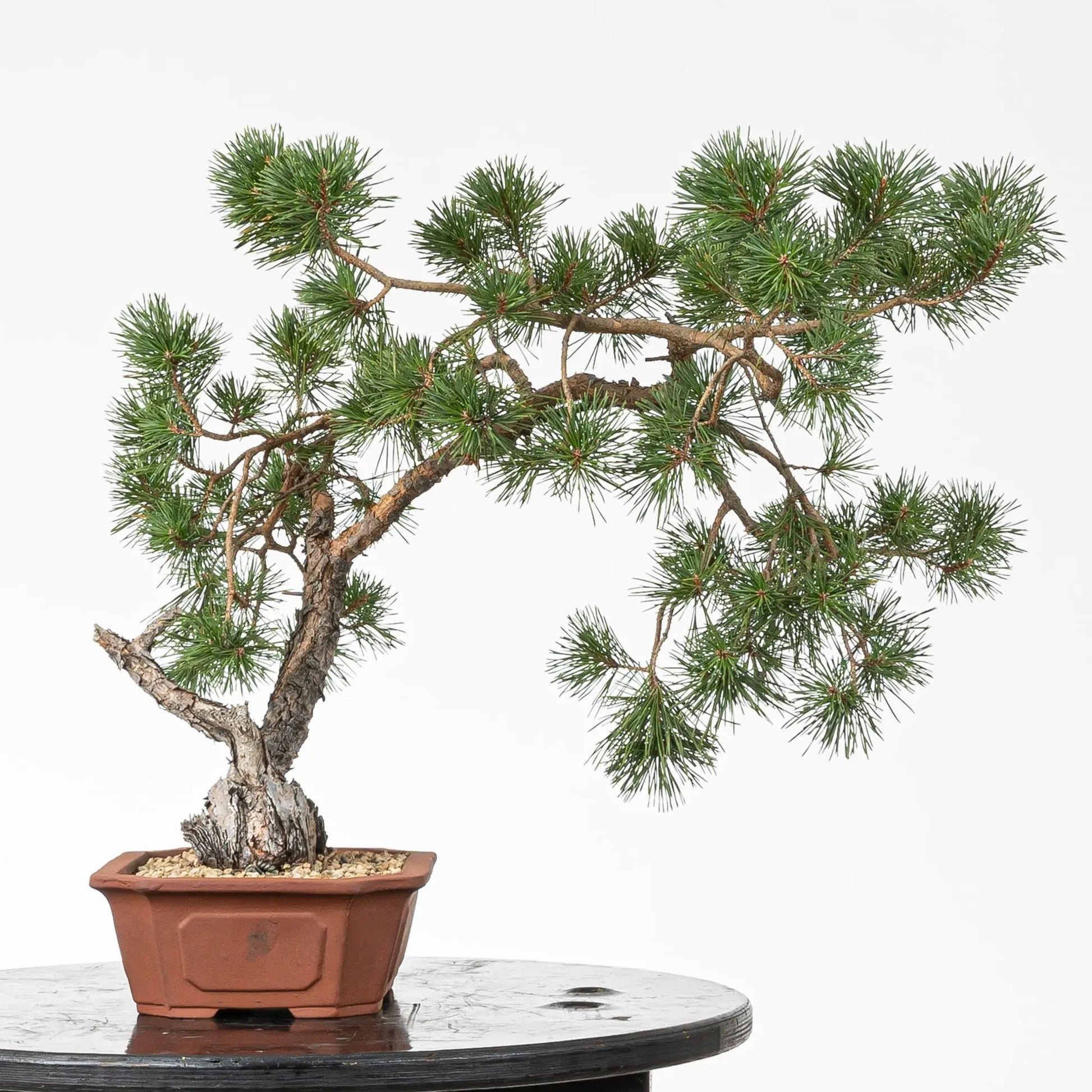 Cara derecha de bonsai de pino silvestre