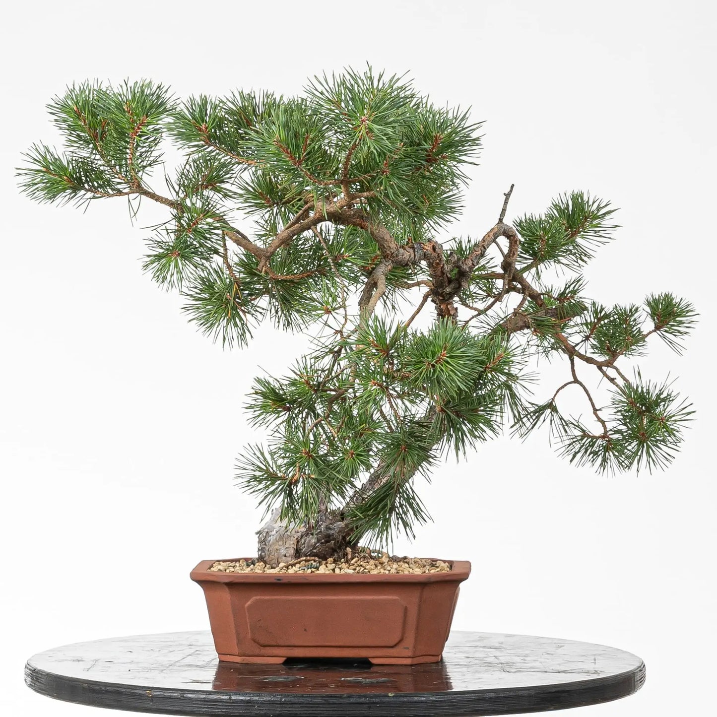 Cara trasera de bonsai de pinus sylvestris