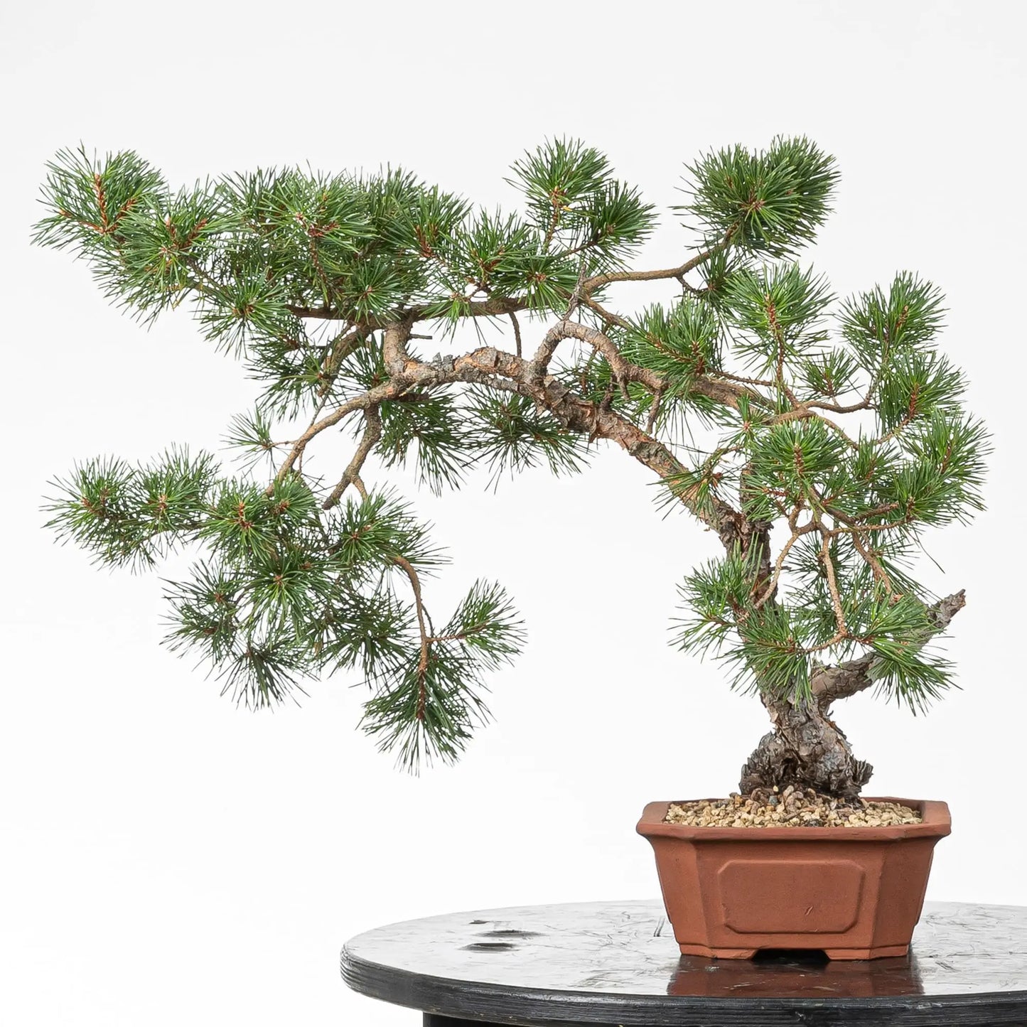 Cara izquierda de bonsai de pino silvestre.