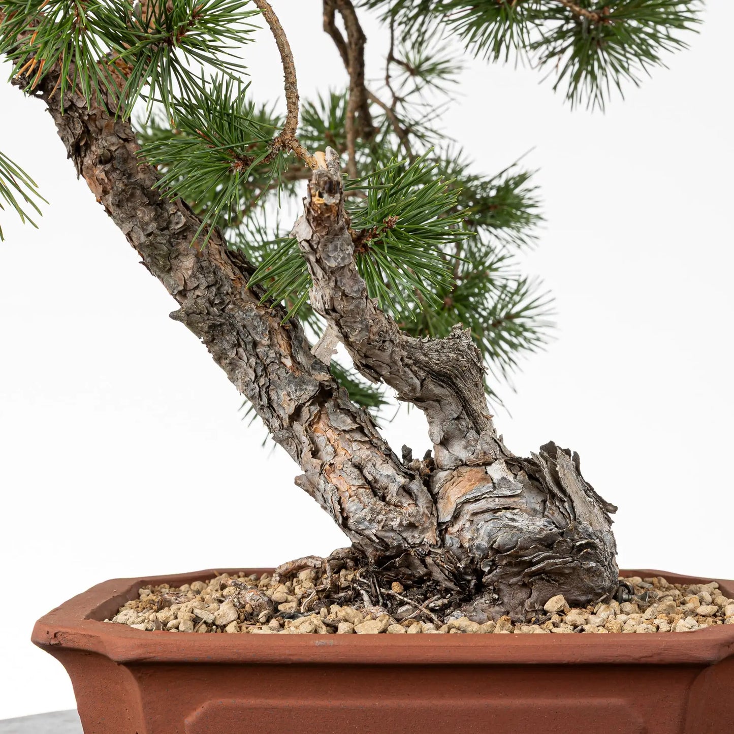 Detalle de nebari de bonsai de pino silvestris