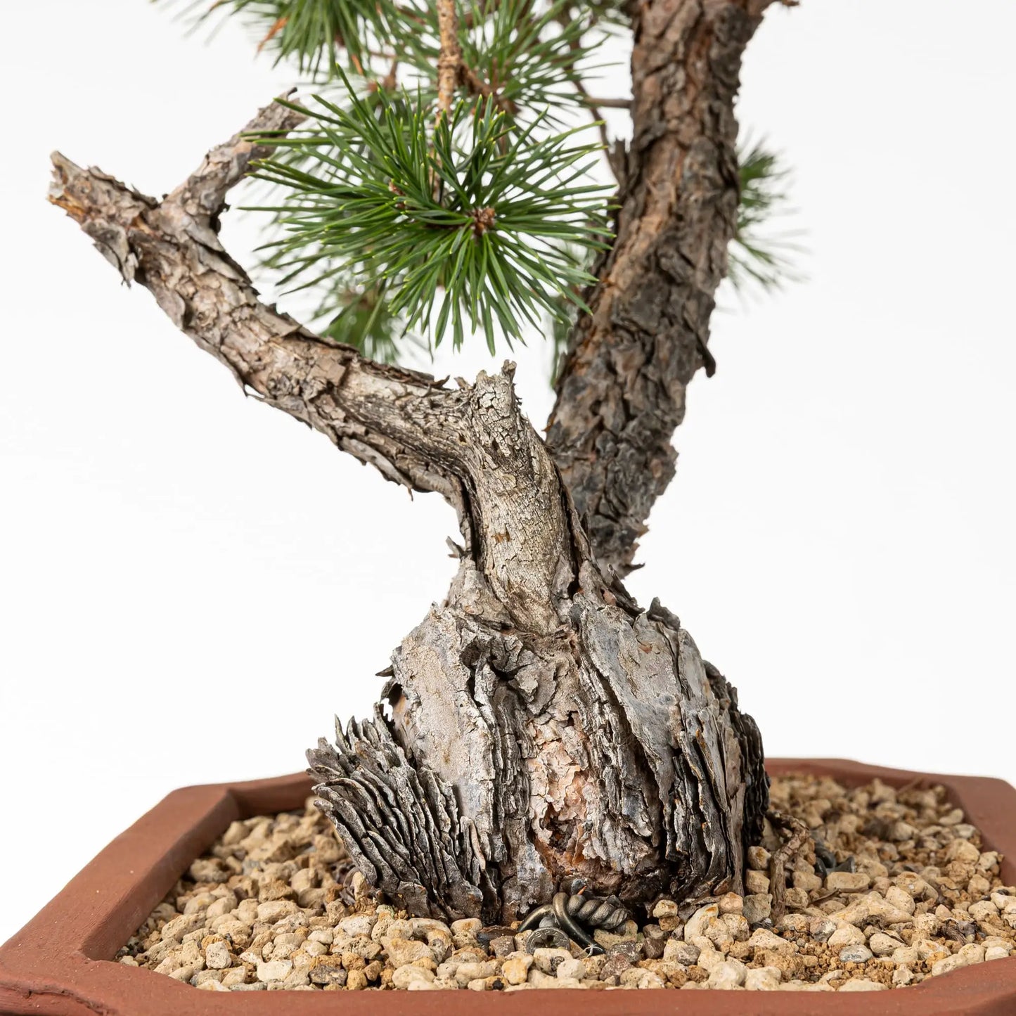 Detalle de jin de bonsai de pino silvestre