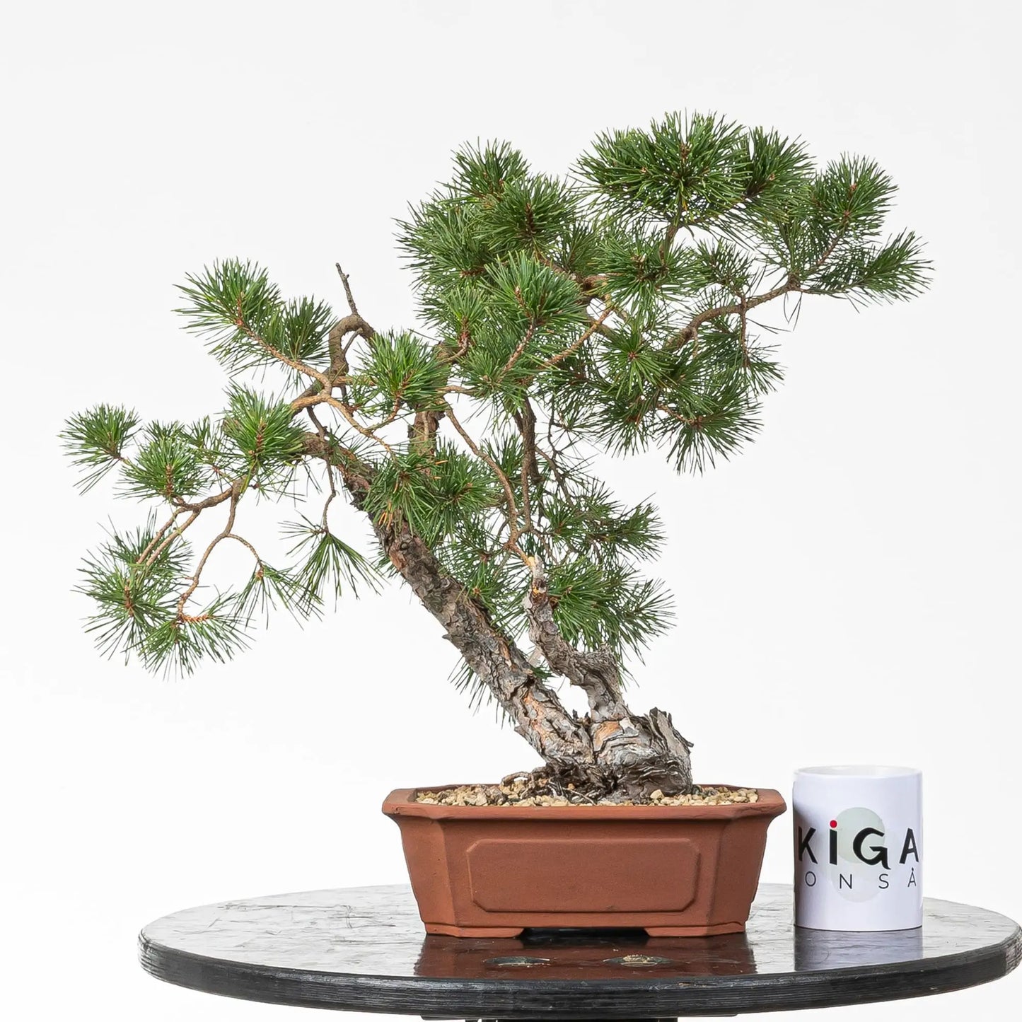 Comparativa de tamaño de bonsai de pino silvestre con una taza de la tienda ikigai bonsai.