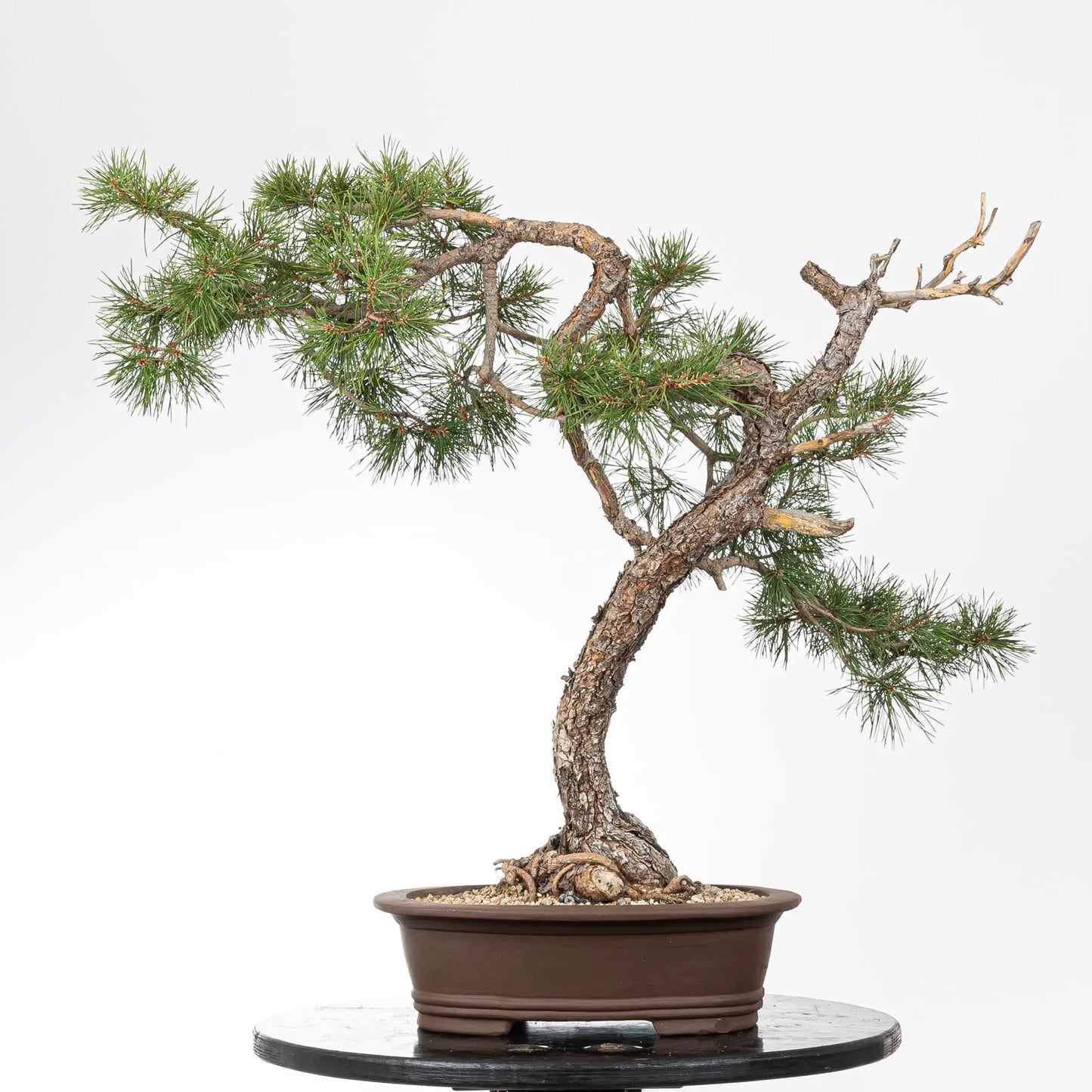Bonsai yamadori de pino silvestre en estilo bunjin y tamaño dai