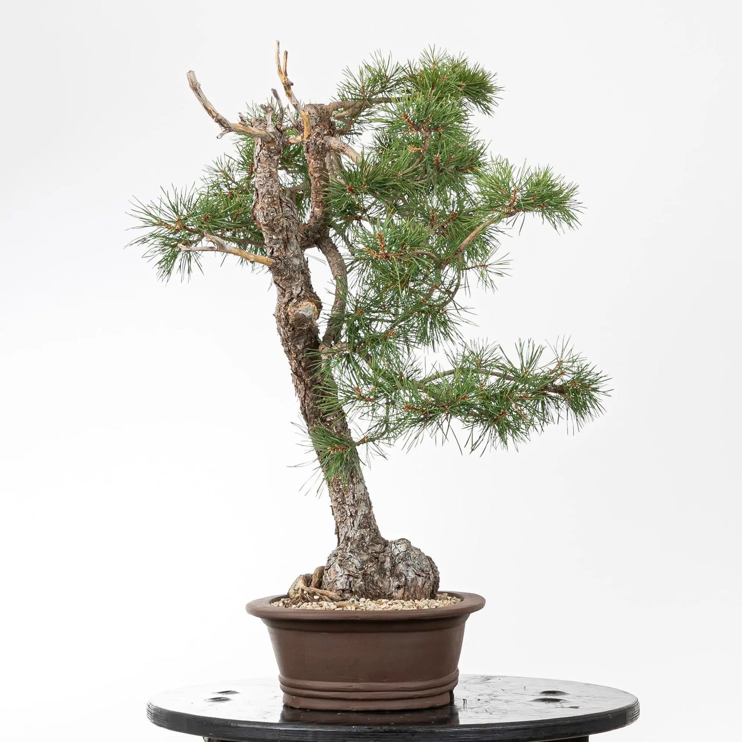 Cara derecha de bonsai de pino silvestre