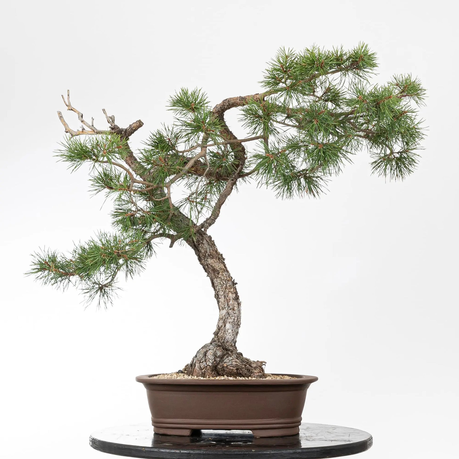 Cara trasera de bonsai de pino silvestre