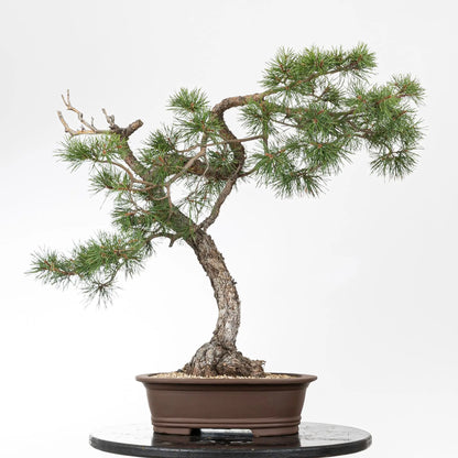 Cara trasera de bonsai de pino silvestre