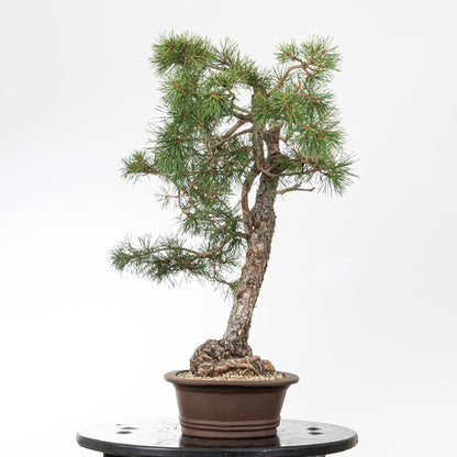 Cara izquierda de bonsai de pino silvestre
