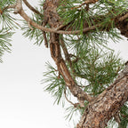 Detalle de shari de bonsai de pino silvestre