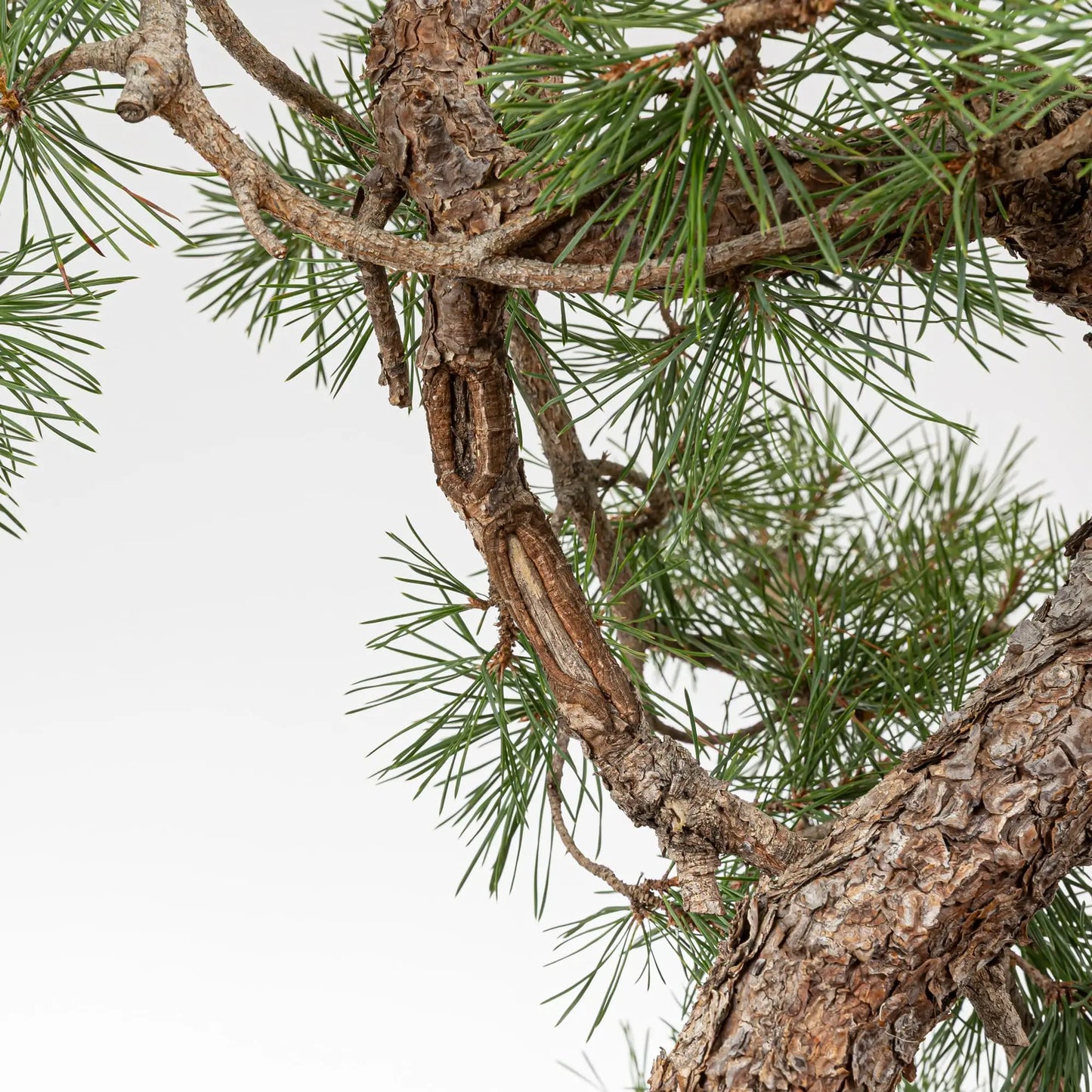 Detalle de shari de bonsai de pino silvestre