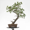 PINUS SYLVESTRIS