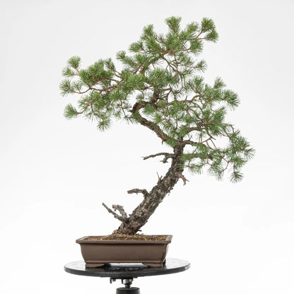 Bonsai yamadori de pinus sylvestris en estilo bunjin y tamaño dai