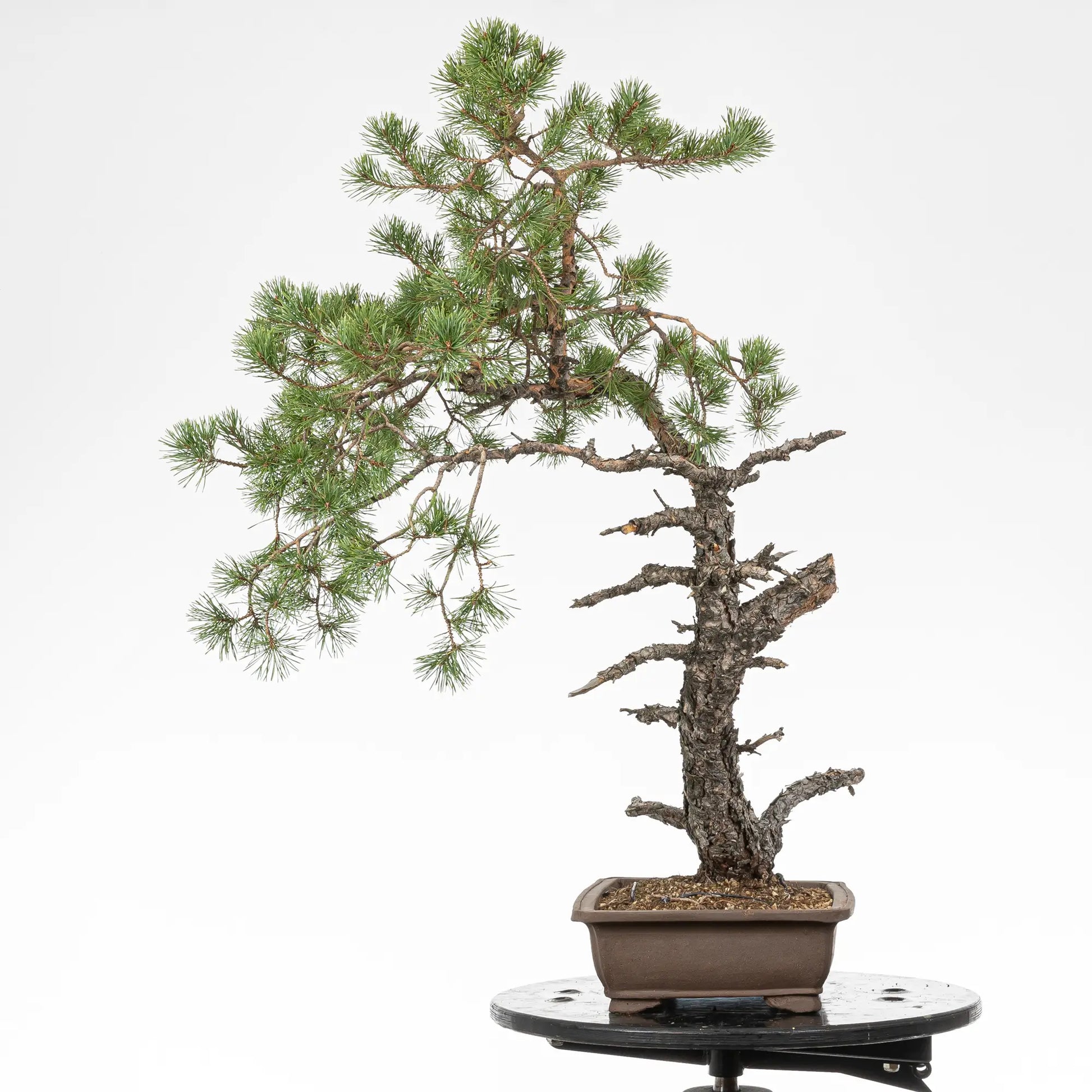 Cara derecha de bonsai yamadori de pino silvestris 