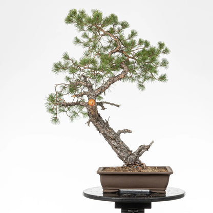 Cara trasera de bonsai yamadori de pino silvestris