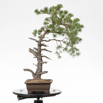 Cara izquierda de bonsai yamadori de pino silvestris