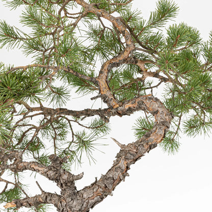 Detalle de curvas y ramas del tronco principal