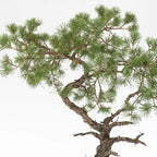 Detalle de apice y ramas de bonsai de pino silvestris