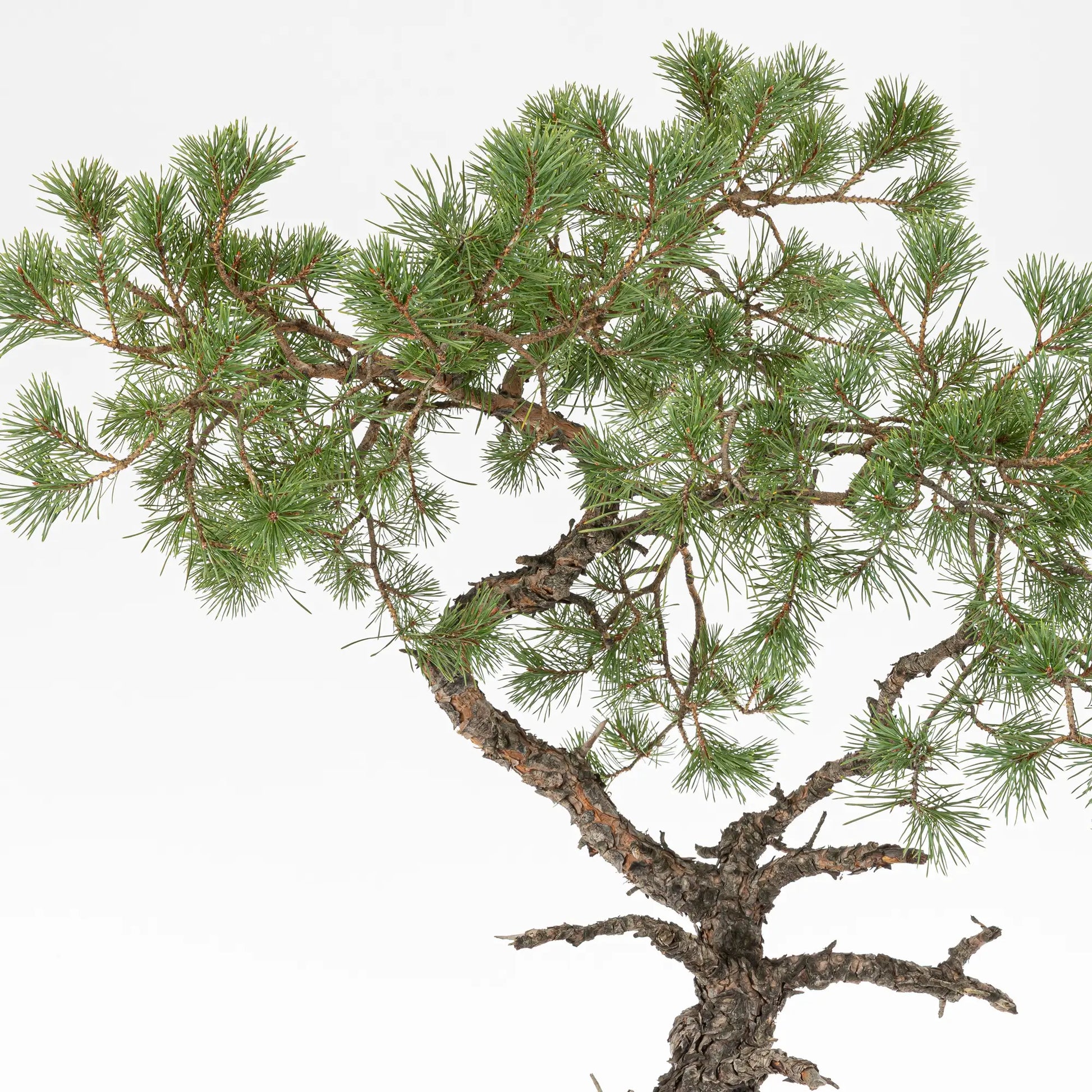 Detalle de apice y ramas de bonsai de pino silvestris