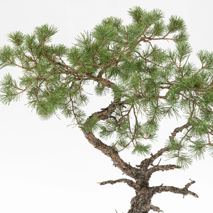 Detalle de apice y ramas de bonsai de pino silvestris