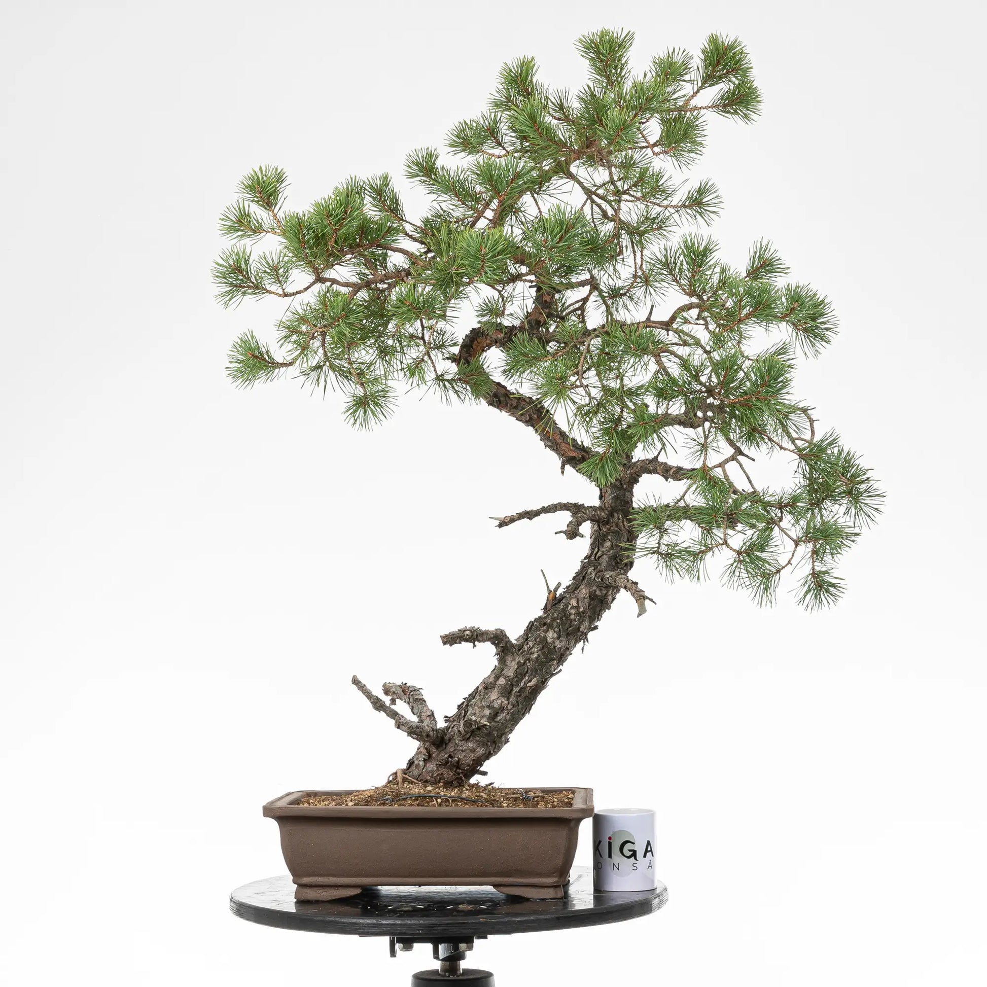 Comparativa de tamaño de bonsai yamadori de pino silvestris con una taza de café de la tienda ikigai bonsai.