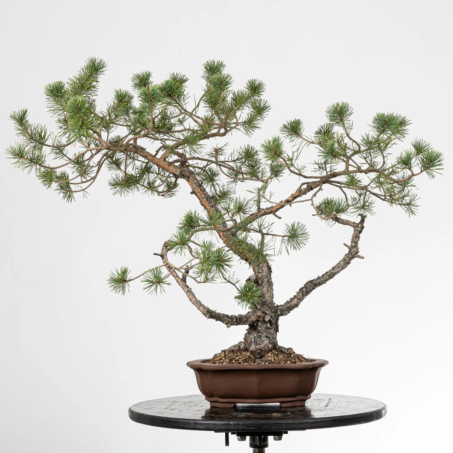 Bonsai yamadori de pino silvestre de doble tronco tamaño dai