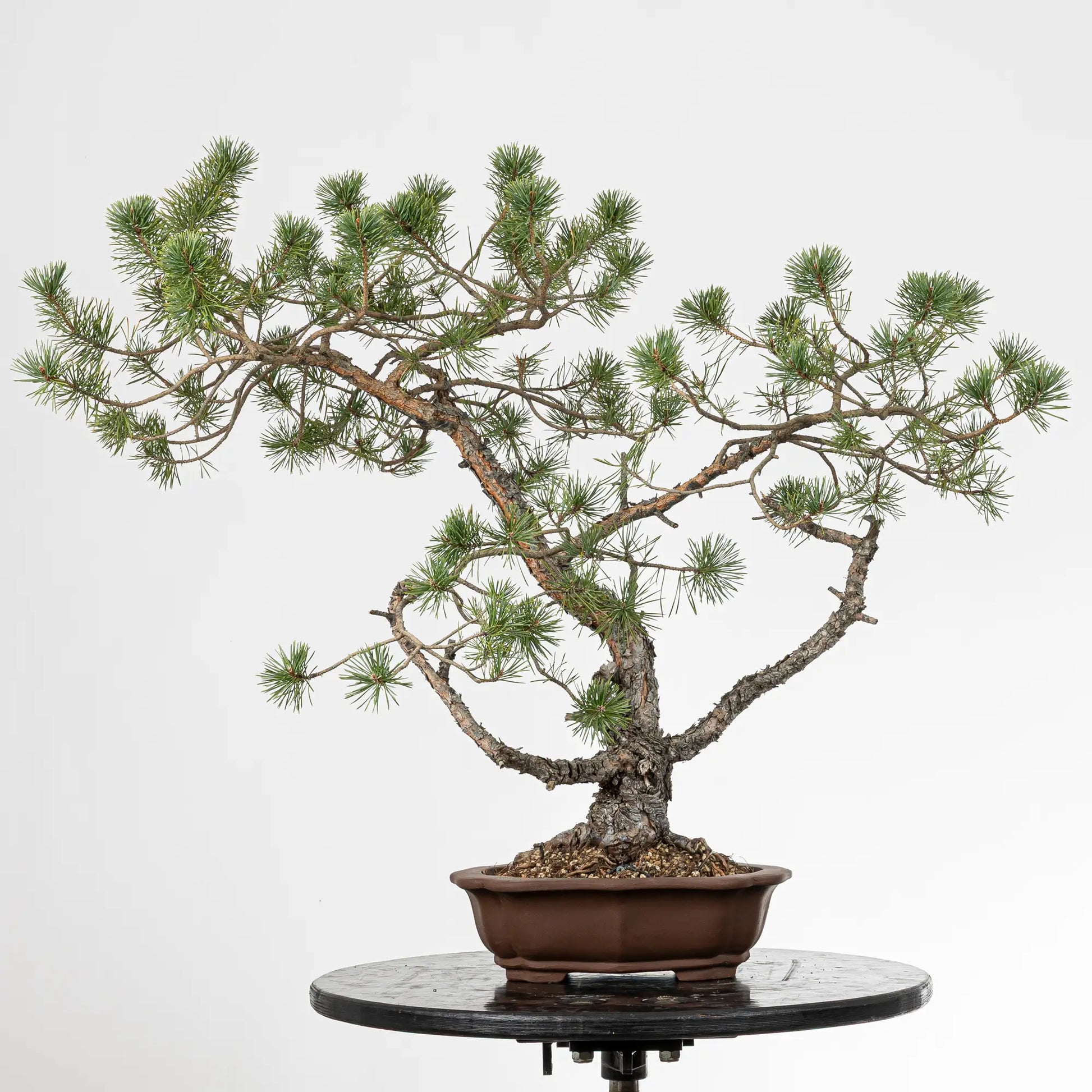 Bonsai yamadori de pino silvestre de doble tronco tamaño dai