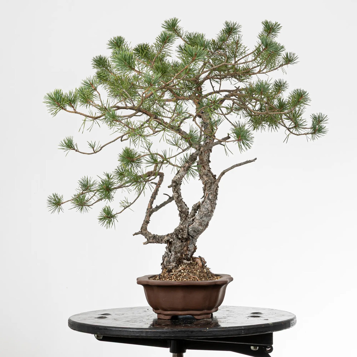 Cara derechad e bonsai yamadori de pino silvestres