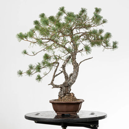 Cara derechad e bonsai yamadori de pino silvestres