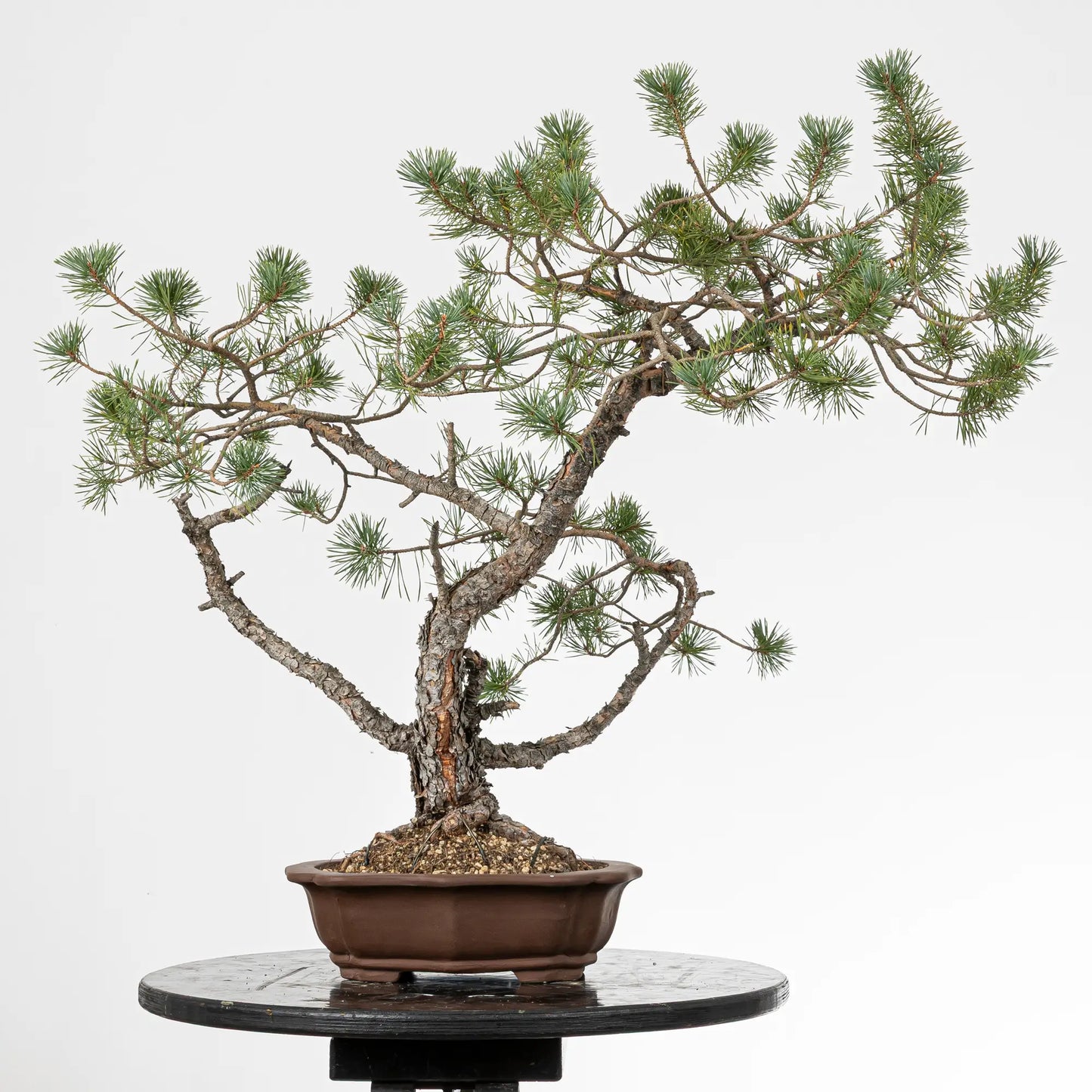 Cara trasera de bonsai yamadori de pino silvestre